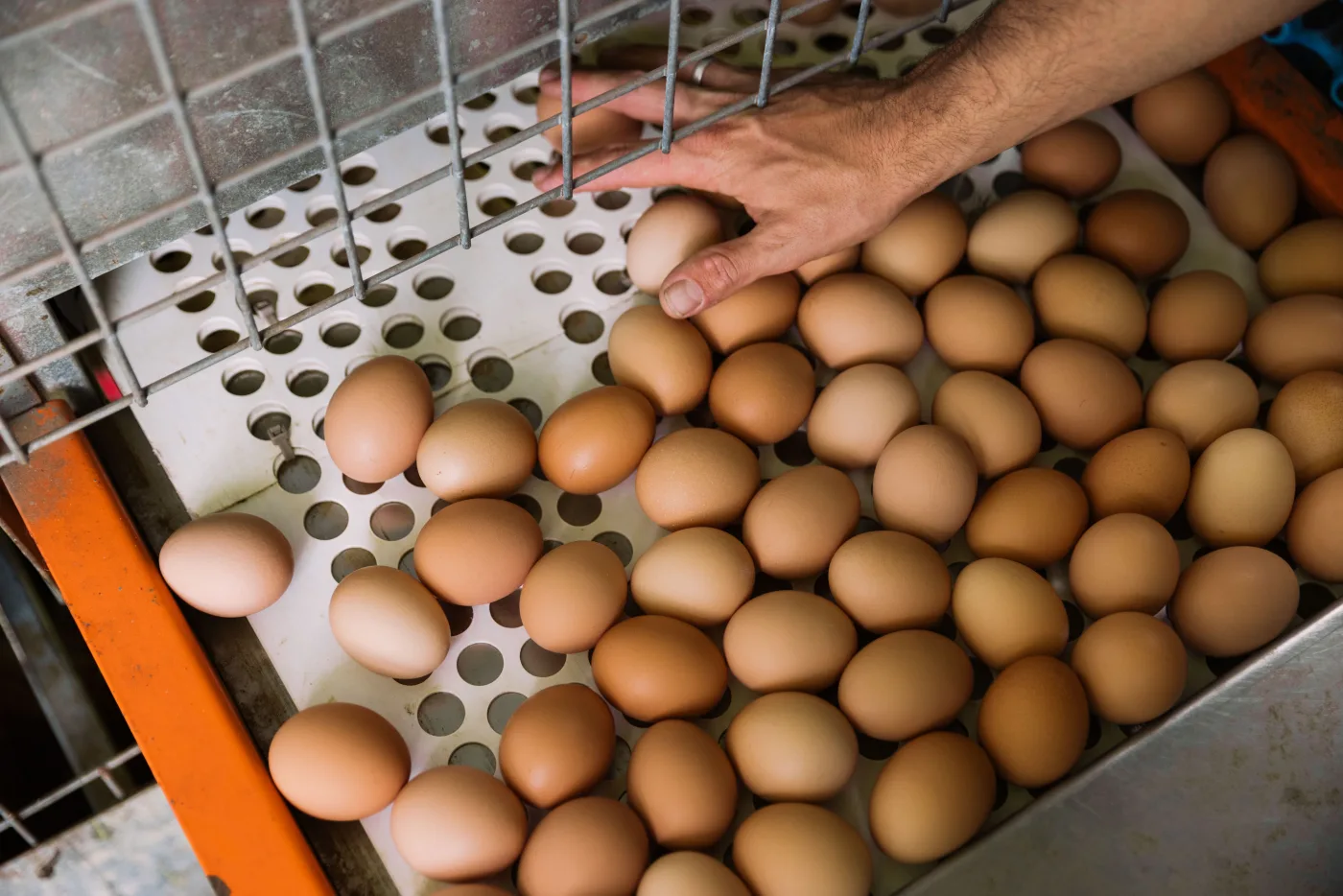 Egg tray ready for commercial collection