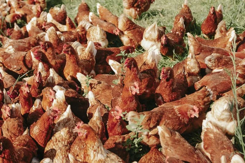 Healthy land and soil under regenerative grazing
