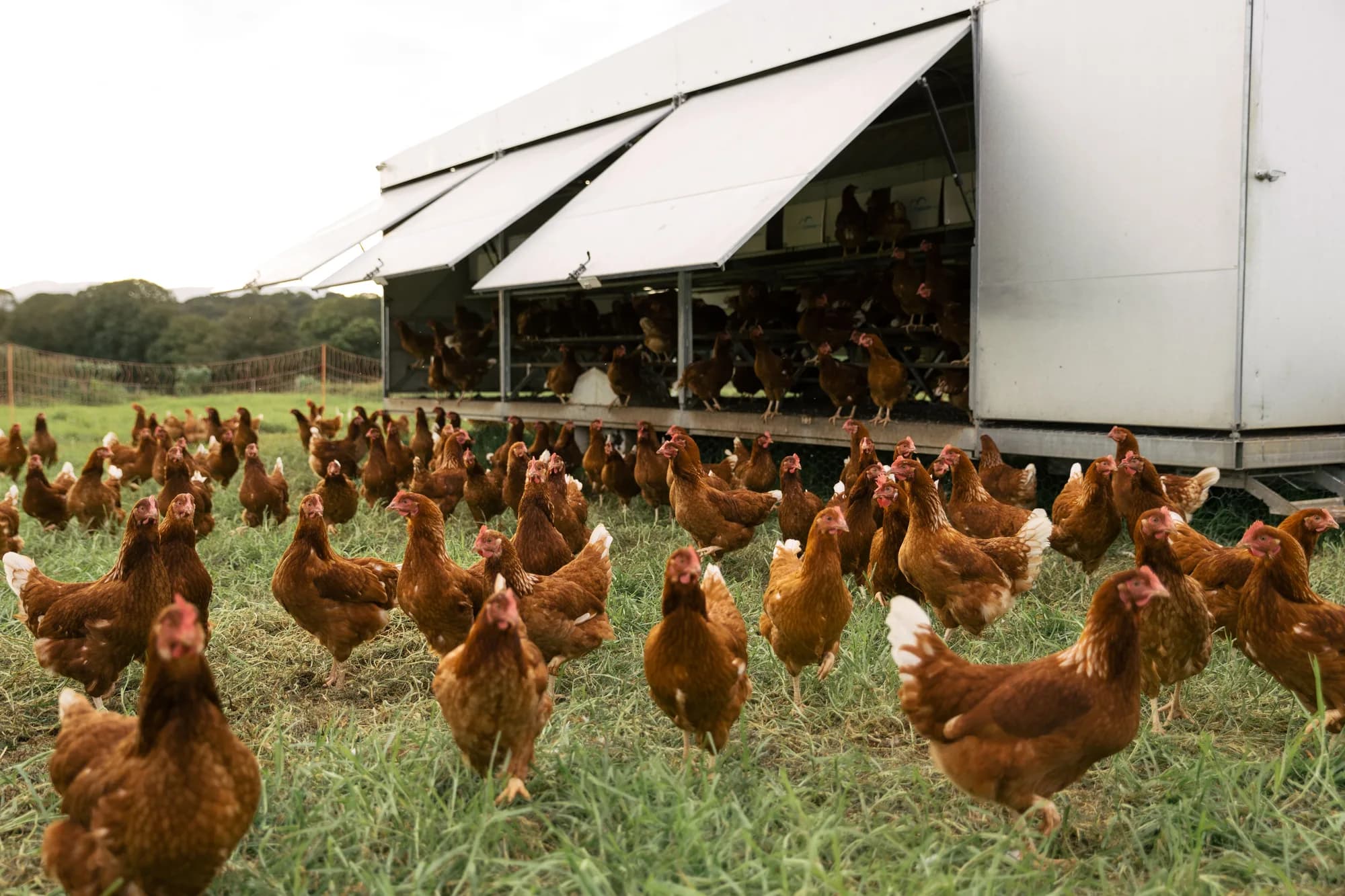 What size mobile chicken coop do you need? A guide from 50 to 1,150 birds